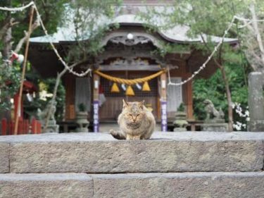 なぜ神社によく猫がいるのか？そのスピリチュアルな理由をプロが解説いたします。