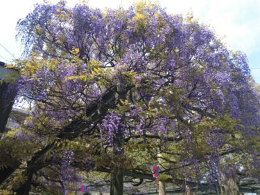 調布 國領神社 藤の花と健康関連のご利益が魅力のパワースポット