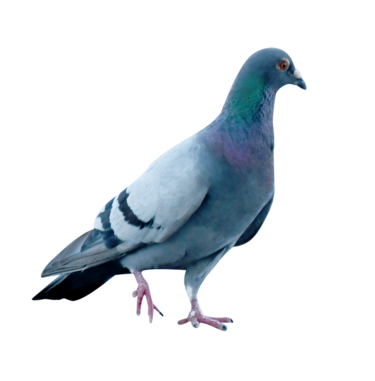 なぜ神社に鳩がいるのか？その4つの理由を徹底解説