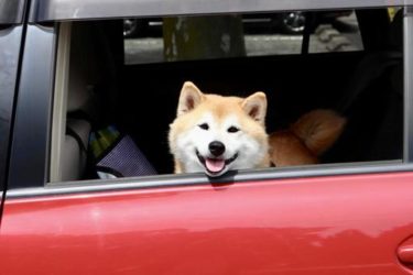 犬連れでの神社参拝は良いのか悪いのか？プロが注意点や行うべきことをお教えいたします