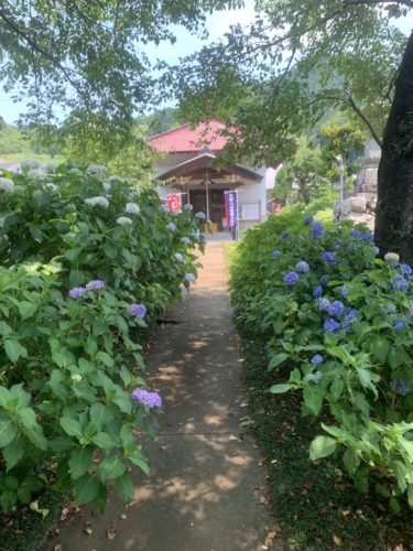 飯能 長念寺 見事な紫陽花と聖観音菩薩が印象的なパワースポット
