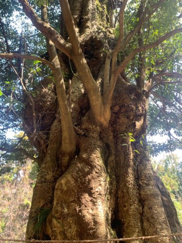 飯能 富士浅間神社 巨大なタブの木や滝が魅力の知る人ぞ知るパワースポット