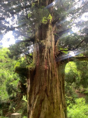 矢立の杉 長い歴史を刻んだ圧倒的超パワーを誇る巨木