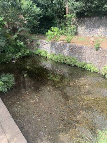 中野山王子安神社 湧水が境内にある珍しい神社